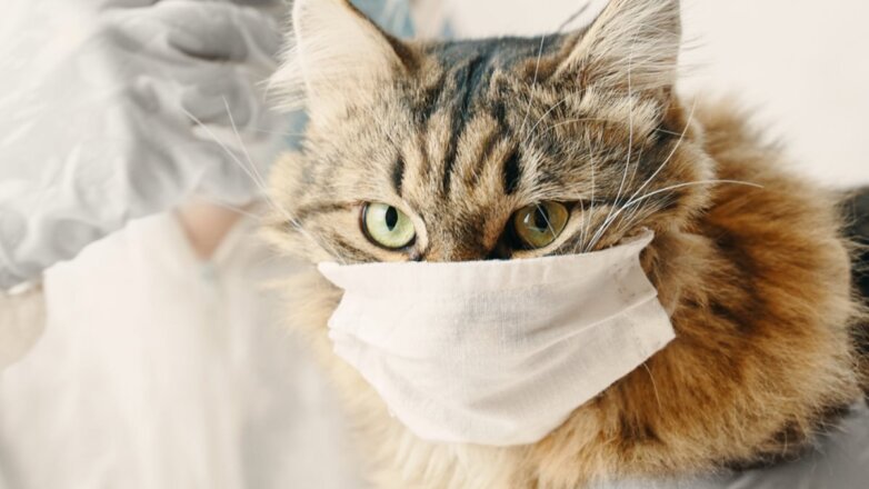 В России кошку отправили на карантин из-за коронавируса