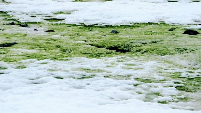 Ученые составили карту «зеленого снега» в Антарктиде