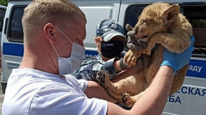 В направлявшемся в Москву автобусе нашли истощенного львенка