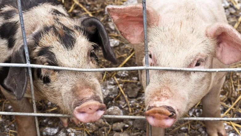 В Приморье зафиксированы новые случаи африканской чумы свиней