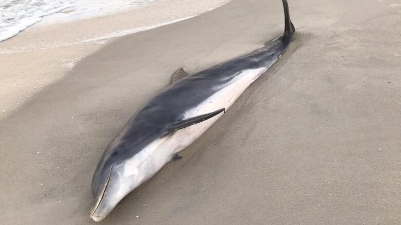 На побережье Франции обнаружили сотни мертвых дельфинов