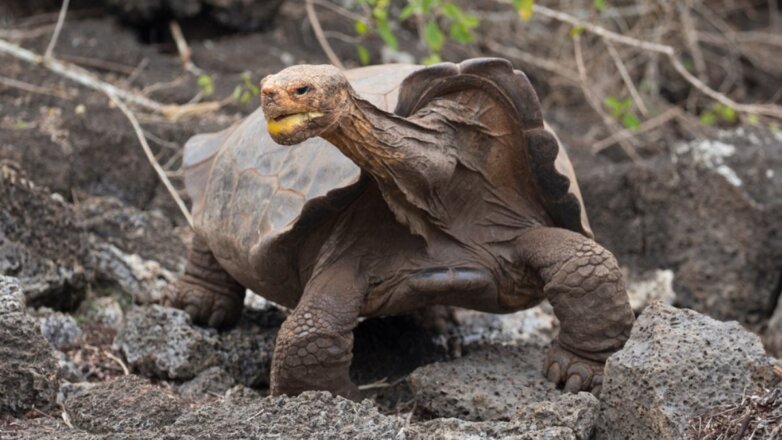 Столетняя черепаха спасла свой вид от вымирания и получила свободу