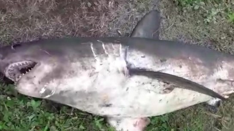 На Сахалине в реке поймали 100-килограммовую акулу