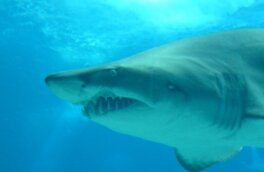 Большая белая акула убила подростка на глазах у родителей и друзей