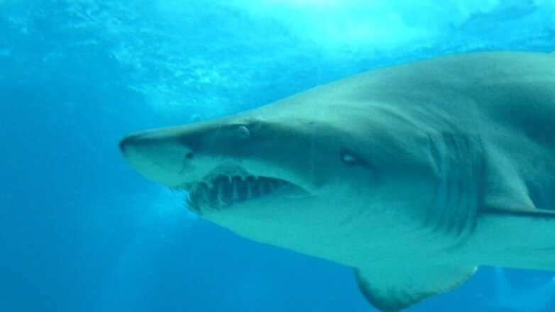 Большая белая акула убила подростка на глазах у родителей и друзей
