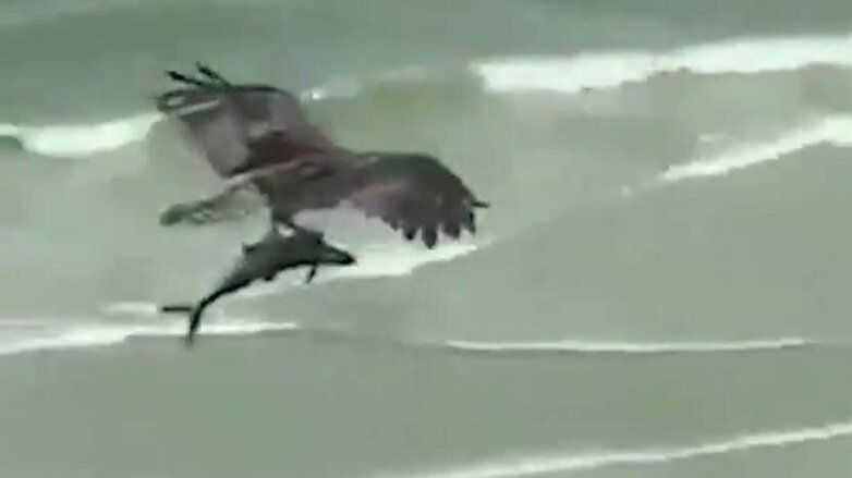 Схвативший из моря акулу орел попал на видео