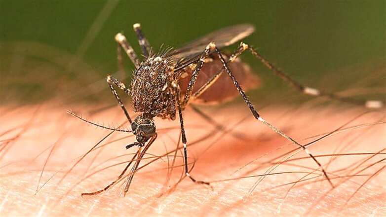 Комары могут быть переносчиками опасных для человека инфекций на территории России