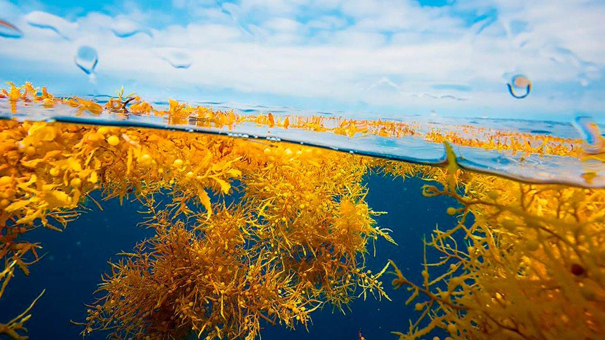 саргассово море под водой