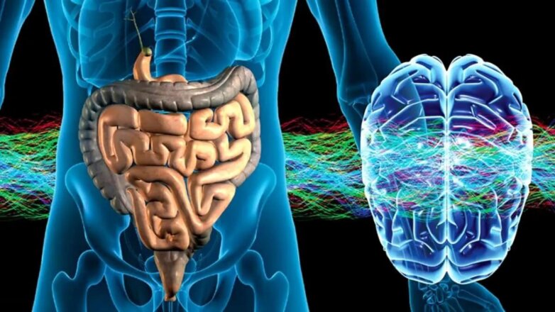Обнаружена «неожиданная» связь между мозгом и кишечником