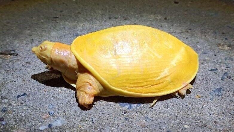 В Индии обнаружили «невиданную ранее» черепаху