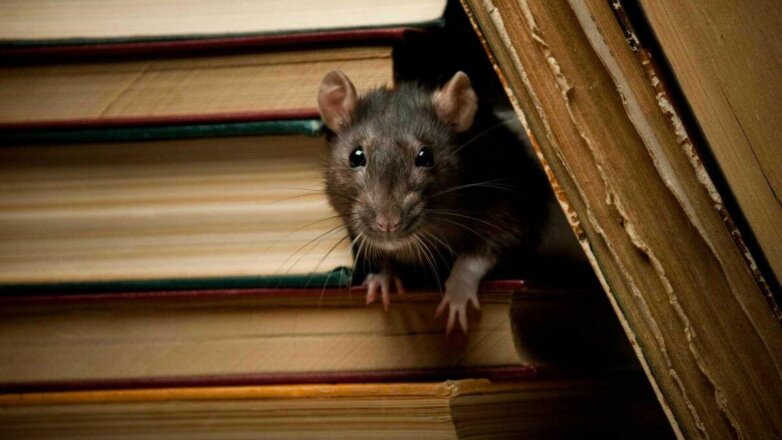 Агрессивные гигантские крысы заперли британку дома: видео