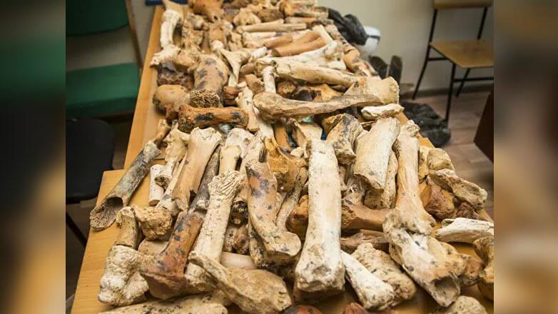 В Крыму нашли кости древних носорогов и антилоп