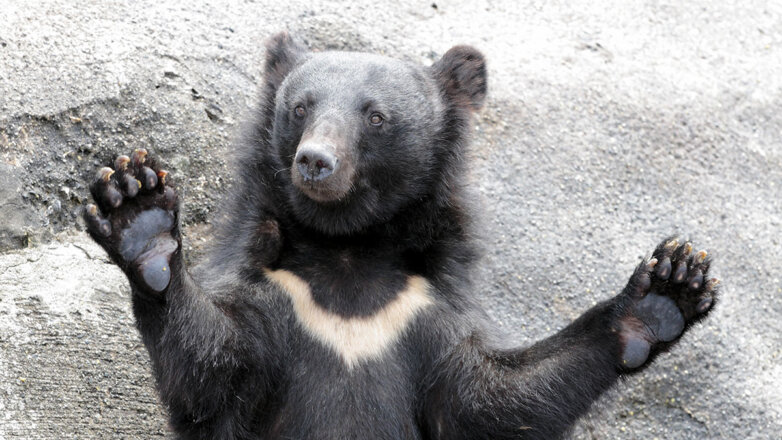 В Японии старушка нокаутировала напавшего медведя