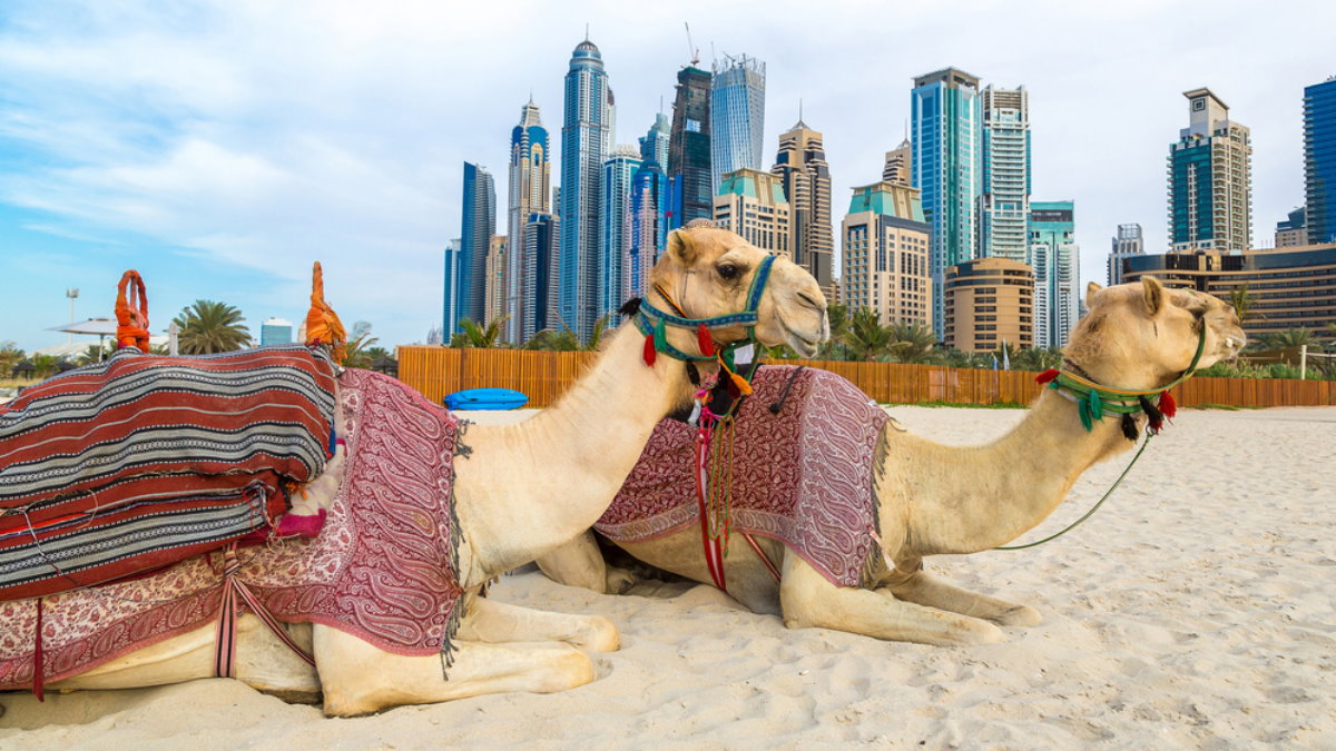 ОАЭ Дубай туризм Объединенные Арабские Эмираты верблюды