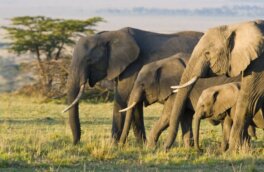 Ботсвана пригрозила отправить в Германию 20 тысяч слонов