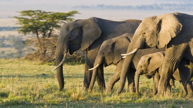 Объявлена неожиданная версия загадочной гибели 11 слонов в Зимбабве