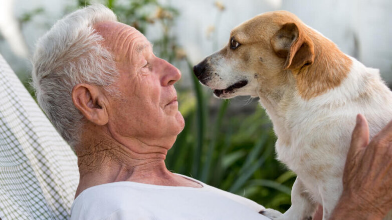 Ученые научились переводить возраст собак в «человеческий»
