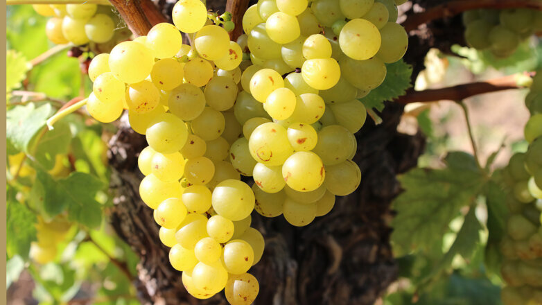 Как отечественные сорта винограда завоевали уважение виноделов и любовь потребителей