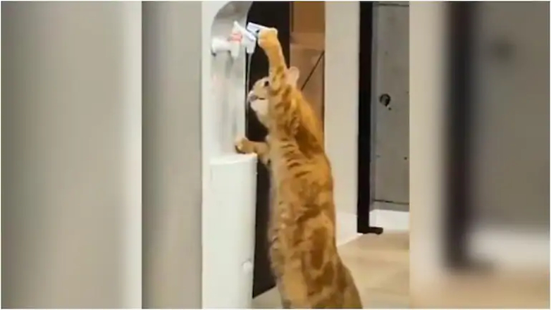 Кошка научилась пользоваться кулером: видео