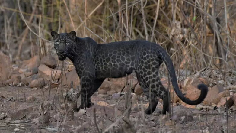 В Индии сфотографировали редкого черного леопарда