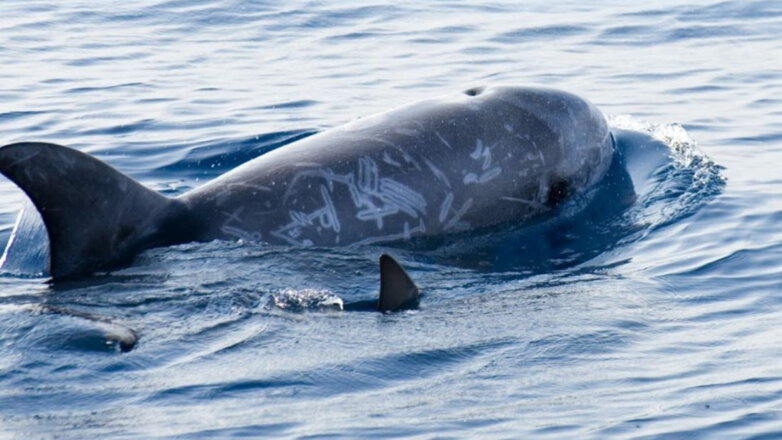 Названа причина массовой гибели дельфинов на Черном море
