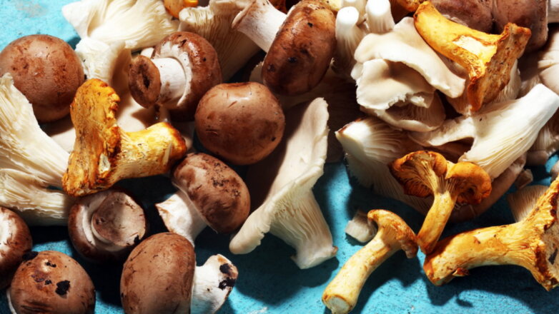 Как правильно собирать грибы: 10 советов лесника