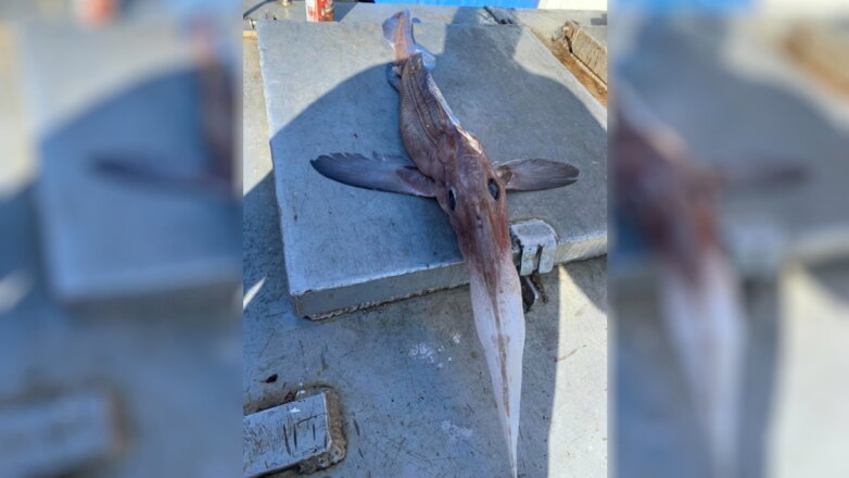 В Канаде рыбаки поймали ядовитую химеру