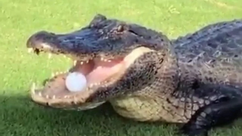 В США аллигатор отобрал мяч у гольфистов