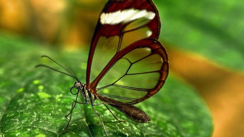 Удивительную «стеклянную бабочку» сняли на видео в Южной Америке