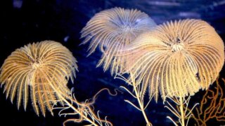 Раскрыт секрет выживания древних морских лилий