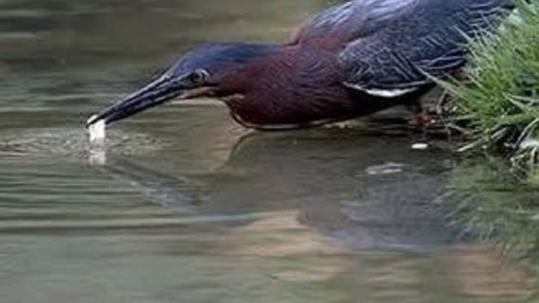 Птица догадалась, как ловить рыбу на наживку: видео