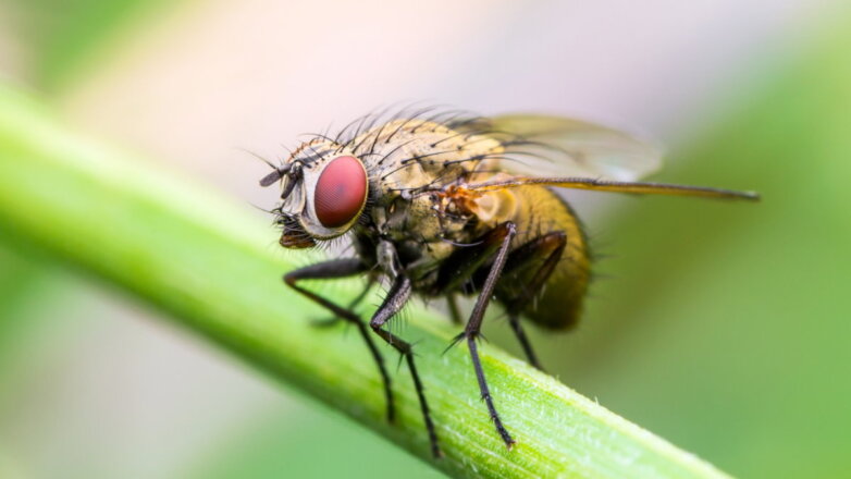 Как избавиться от мух в доме: 3 быстрых способа борьбы с насекомыми