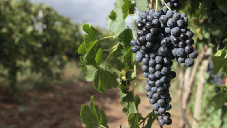 К 2021 году в Крыму получат саженцы винограда из пробирки