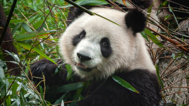 Спасение панд привело к исчезновению других животных в лесах