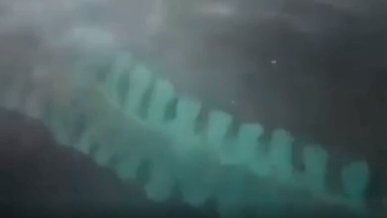 Загадочное десятиметровое существо обнаружили у берега моря: видео