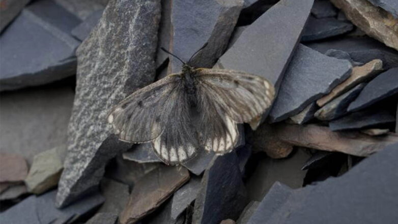 Ученые нашли в Якутии новый подвид редких бабочек