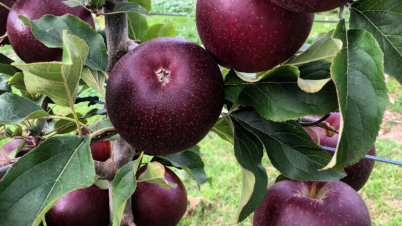 Названы самые полезные сорта яблок