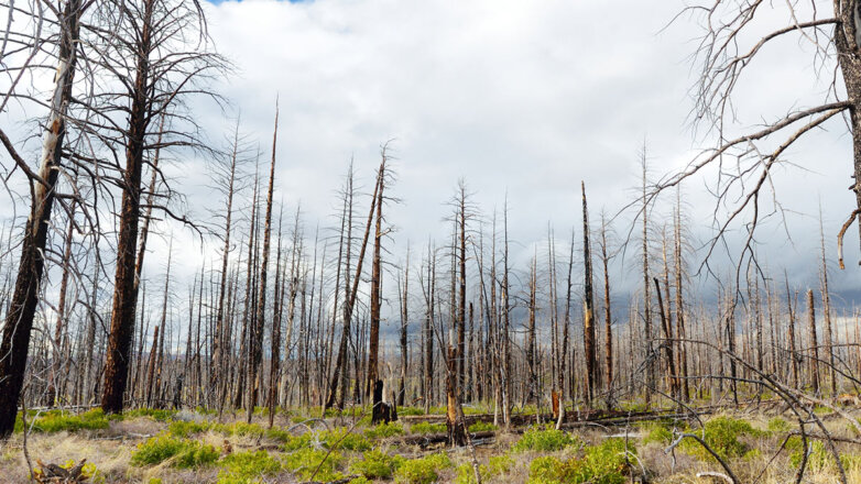 Ученые выяснили причину гибели лесов под Норильском