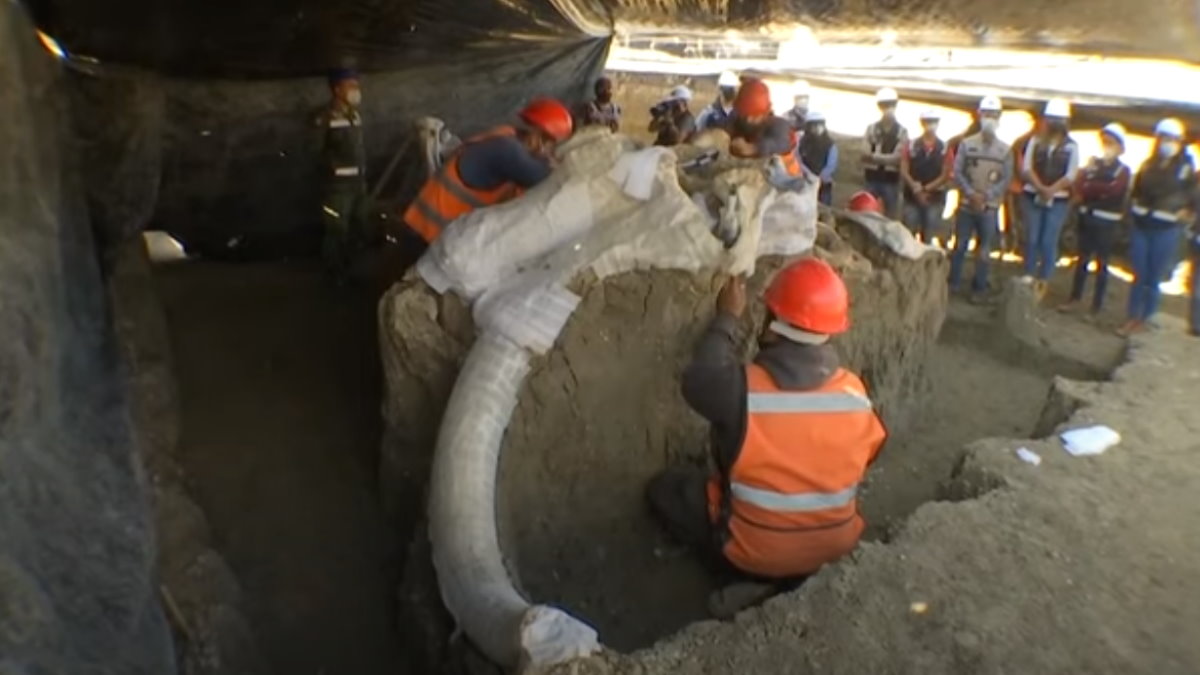 Хорошо сохранившийся скелет мамонта нашли в Астраханской области впервые за четверть века