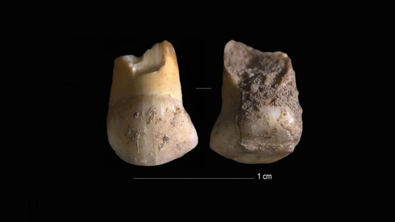 Ученых удивил найденный в Италии зуб возрастом 48 тыс. лет