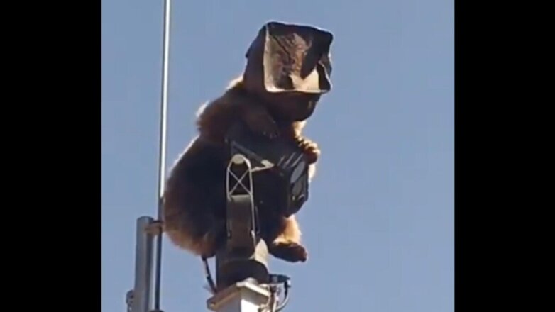 Медведь с коробкой на голове залез на вышку связи: видео