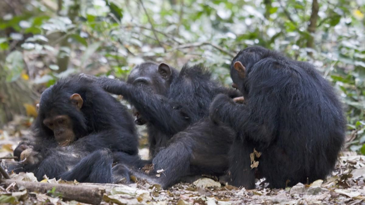 В Сочи на приматах испытали две новые вакцины от коронавируса