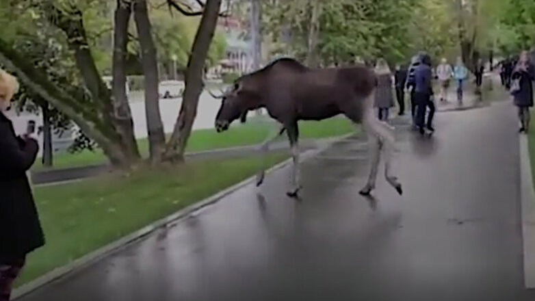 Полицейский в Москве попытался задержать лося: видео