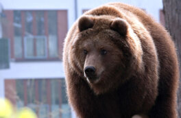 В Петербурге при нападении медведя погибла женщина