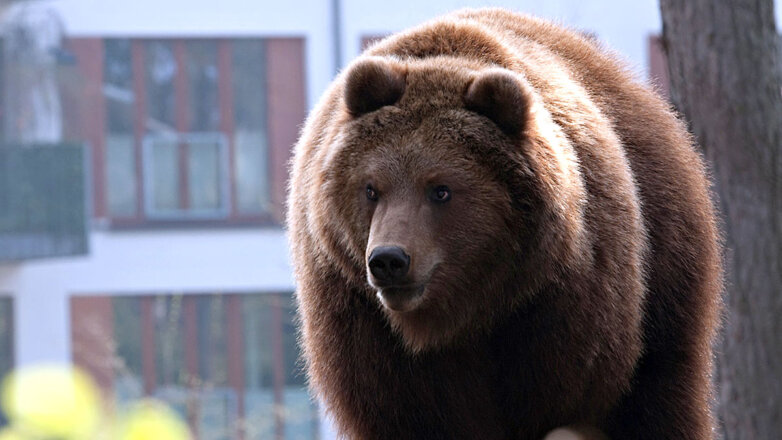 Хабаровская полиция вышла «на охоту» из-за медведя в городе: видео