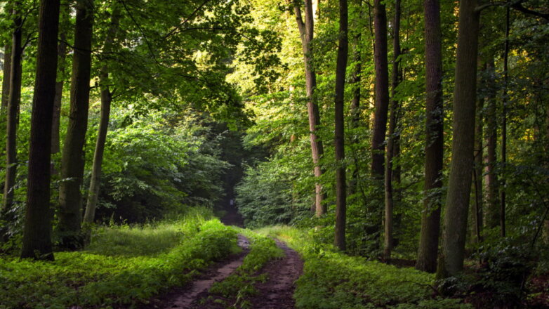 В Подмосковье ввели ограничение на посещение лесов до 28 августа