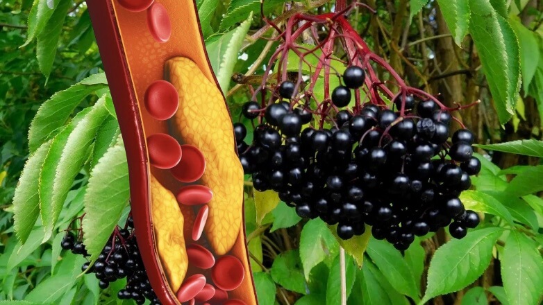 Известная ягода оказалась «мощным» средством против «плохого» холестерина
