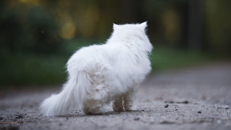 Домашний кот прошел 240 километров в поисках хозяев