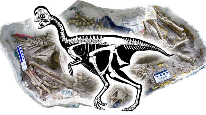 Необычная находка в Монголии пролила свет на историю динозавров