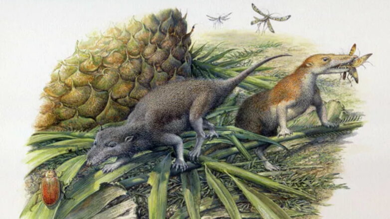 Ученые объяснили сходство первых млекопитающих с рептилиями